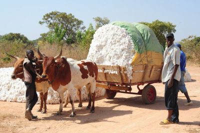 Burkina Faso: le coton OGM file de la mauvaise laine