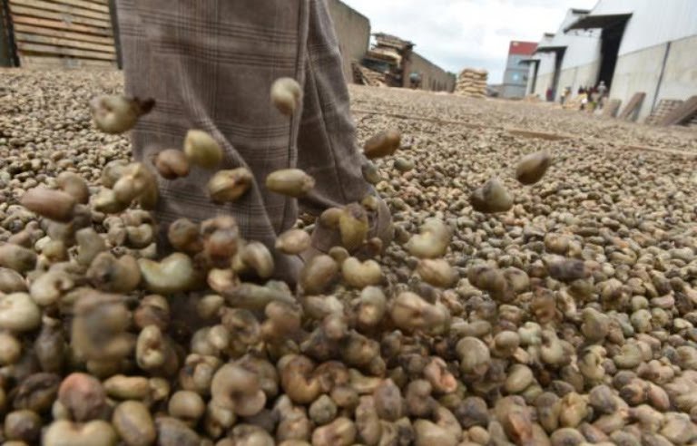 Côte d’Ivoire : le prix bord-champ de la campagne 2025 de la noix de cajou fixé à 425 FCFA