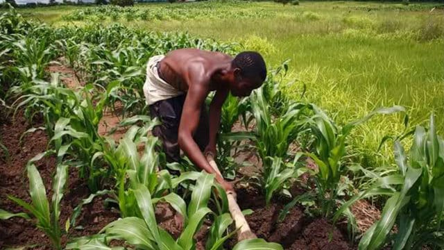 La BAD en quête de 2,2 milliards USD pour soutenir l’agriculture nigériane
