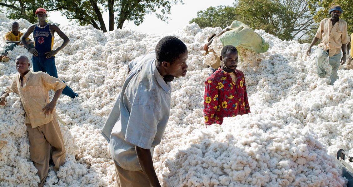 Burkina Faso : Ecobank chef de file du financement de la production cotonnière