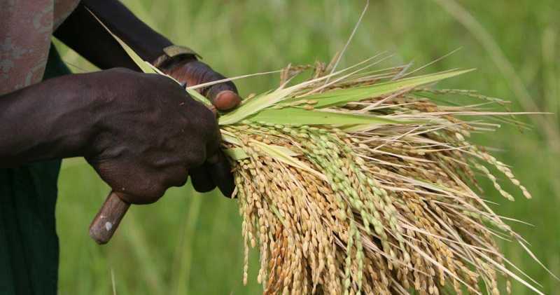 L’UEMOA mise sur trois filières pour relancer sa puissance agricole