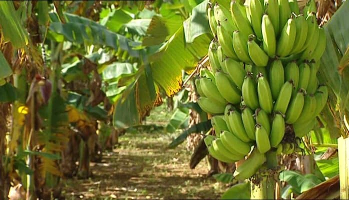 Cameroun : la BAD et Afreximbank relancent la production de banane plantain