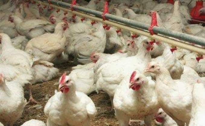 Injaro Investments et BIO s&rsquo;associent pour investir dans l’aviculture au Niger