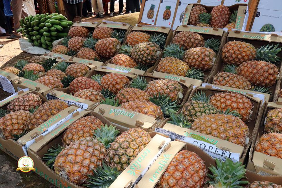 Guinée : le pays projette d&rsquo;exporter 2500 tonnes d’ananas à l’horizon 2020