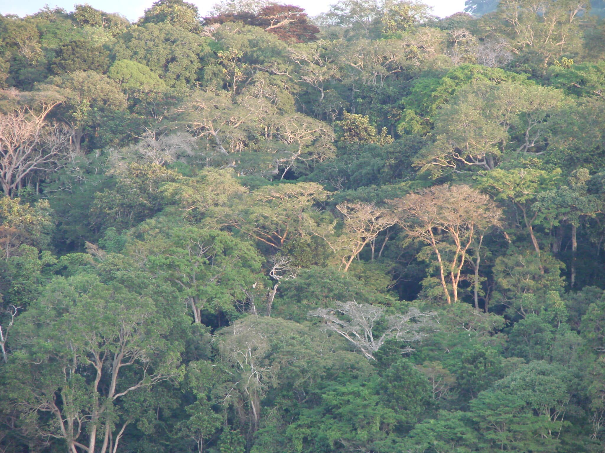 Côte d’Ivoire : 7,5 milliards FCFA de la Banque mondiale pour préserver la forêt ivoirienne