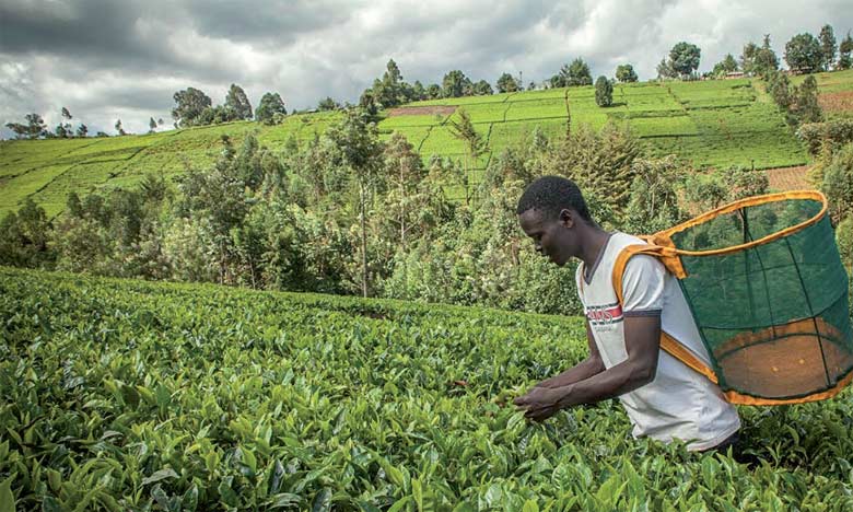 Guinée : la BAD finance l’agriculture et l’entrepreneuriat des jeunes