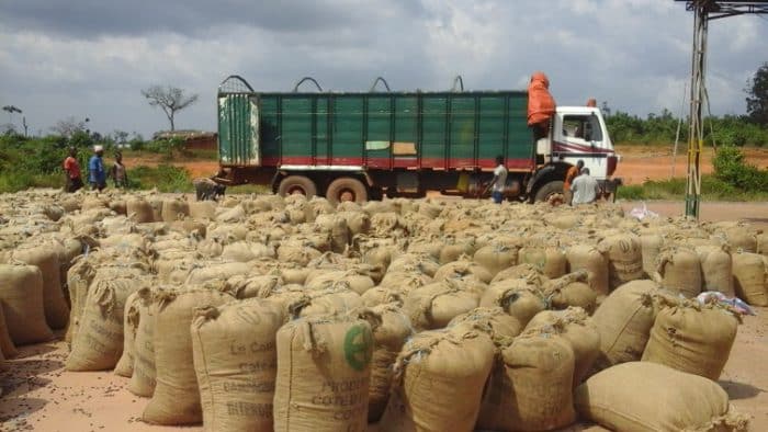 Côte d’Ivoire : le prix du kg de cacao fixé à 2.200 FCFA pour la campagne intermédiaire 2024-2025