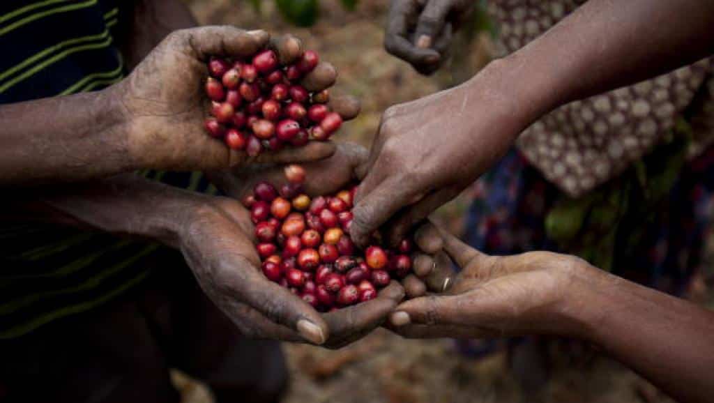 Vers la mise en place d’un fonds pour relancer la filière du café en Afrique