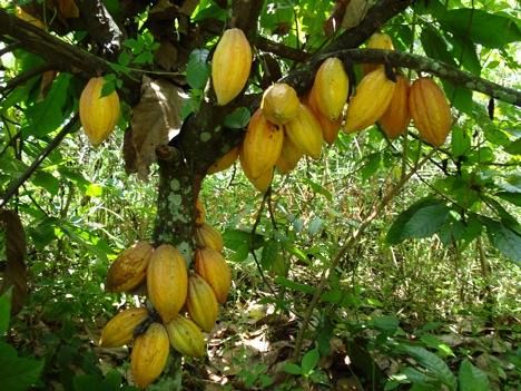 La Côte d’Ivoire veut réduire sa production de cacao