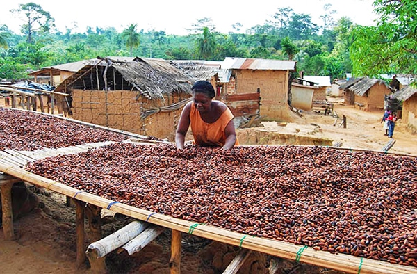 Cacao : « les pays producteurs ne perçoivent que 6% des revenus du marché mondial »