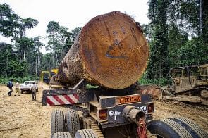 Cameroun: polémique suite à la faillite du groupe Rougier