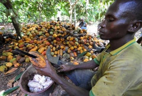 Cameroun-cacao: AGF octroie une ligne de garantie à la SCB