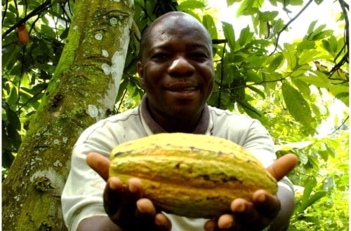 Côte d’Ivoire : le cacao à 700 FCFA le kilogramme