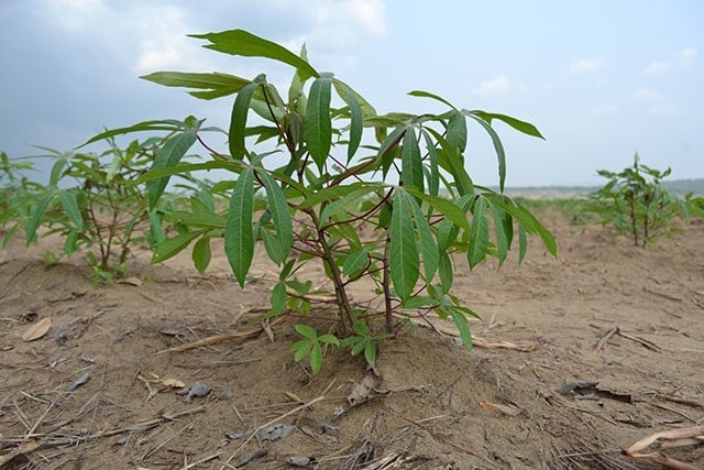 Gabon : l’ADAG pour prendre en charge les questions de l’agriculture