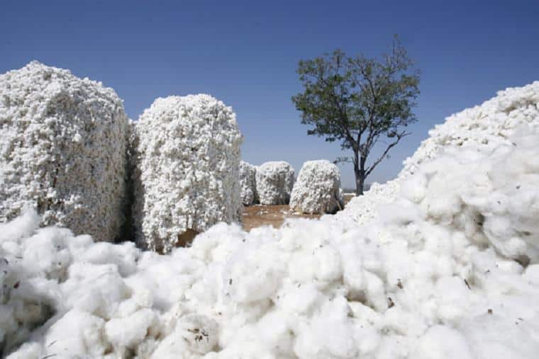 Côte d’Ivoire : les acteurs du coton veulent plus fiabiliser leur production estimée à 490.000 tonnes