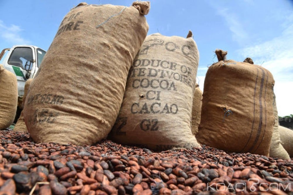 Côte d&rsquo;Ivoire : l’interprofession Café-Cacao fait état d&rsquo;un stock résiduel avoisinant 60 000 tonnes