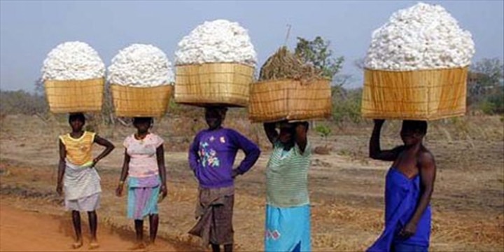 Bénin : le coton plus que jamais en bonne forme