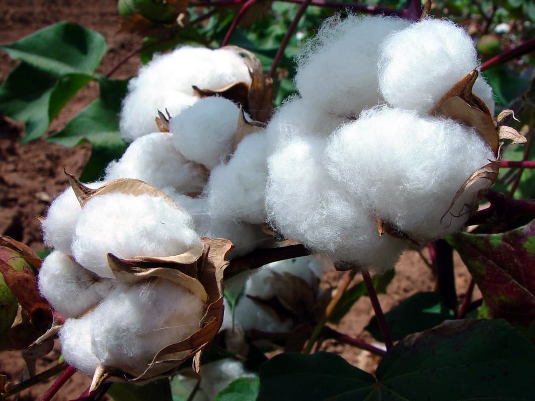 Cameroun : près de 120 millions USD pour les filières coton et soja