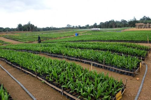 Cameroun : l&rsquo;AFD approuve un financement d’environ 56 millions de dollars pour la transformation agricole