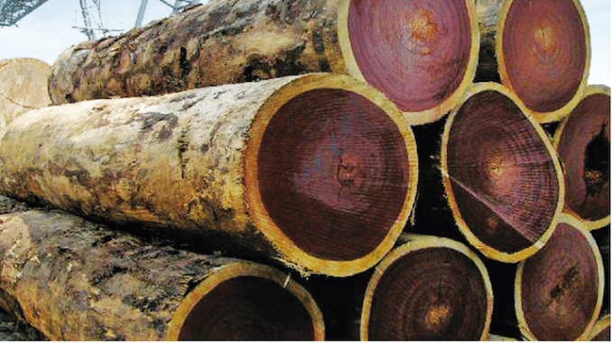 Cameroun : le fonds émirati SGC Investment LLC investit 770 millions USD pour un parc industriel du bois