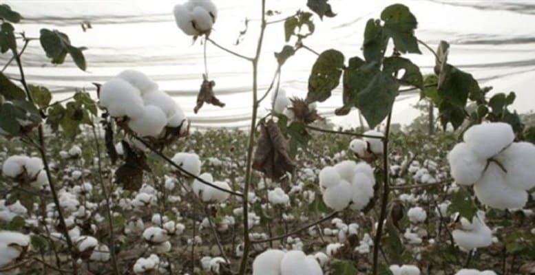 Bénin: Arise IIP et FibreTrace s’associent pour soutenir la filière cotonnière