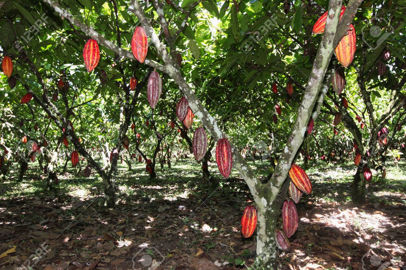 Côte d’Ivoire : l’organisation internationale CNFA lance le projet MOCA pour soutenir la filière cacao