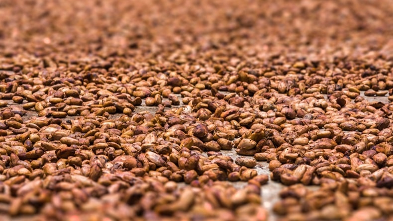 Cacao: vers des exportations record en Côte d’Ivoire