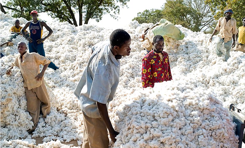 Le Mali file du bon coton, le Faso piégé par les OGM