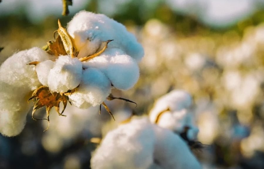Cameroun : l’appui de la BID à la filière cotonnière