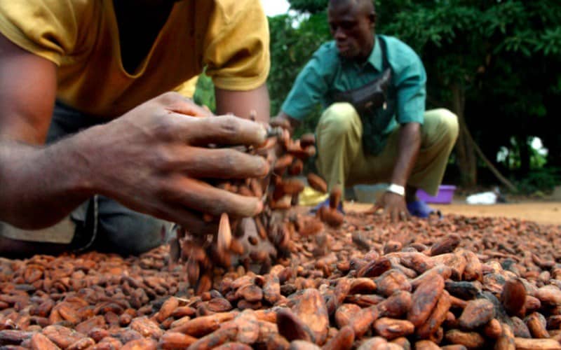 Côte d’Ivoire : le prix bord champ du cacao pour la nouvelle campagne fixé à 2800 FCFA/Kg