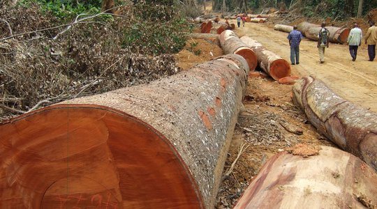 Dix entreprises européennes importent du bois congolais illégal