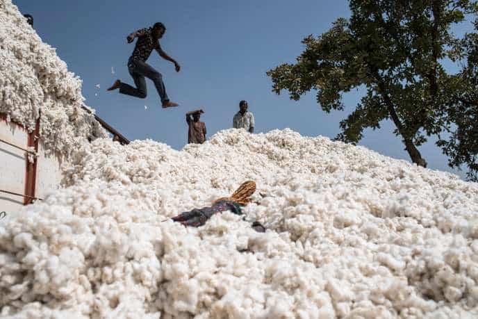 Cameroun : les producteurs de coton en quête de 52.000 tonnes d’intrants à 70 millions USD