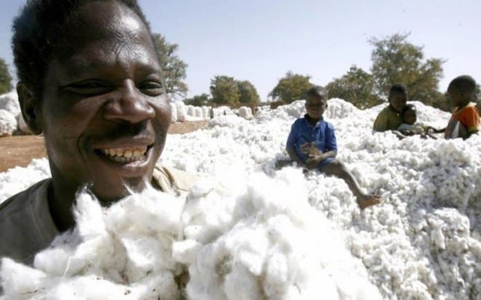 Côte d’Ivoire : le prix du coton graine 1er choix maintenu à 310 FCFA/kg pour la campagne 2024-2025