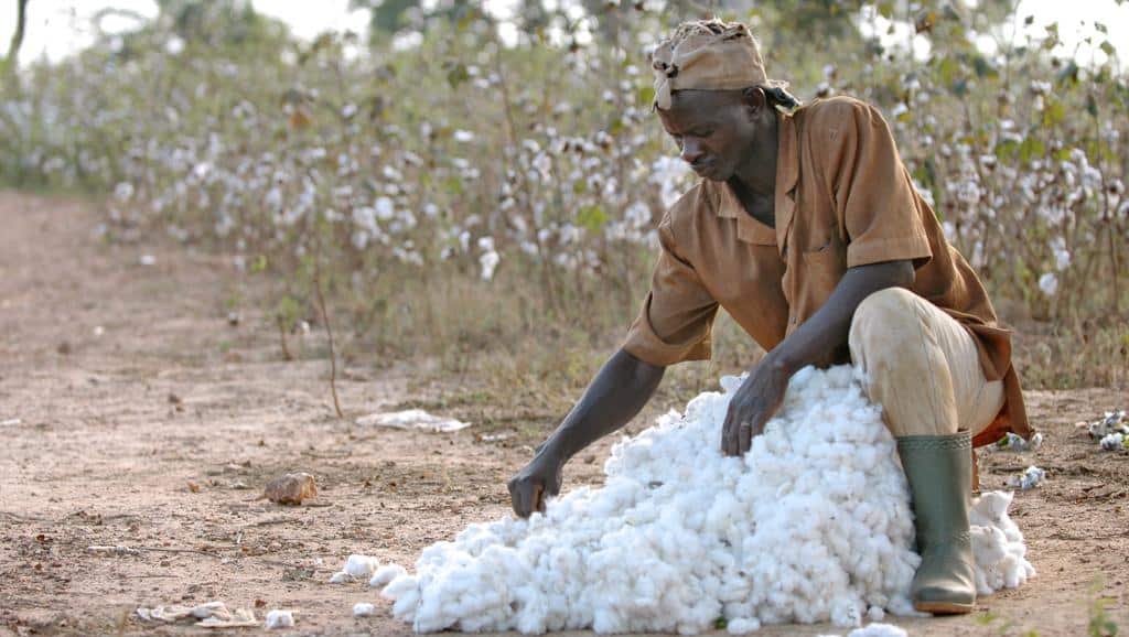 Côte d&rsquo;Ivoire :  25.000 tonnes de semences de coton produites malgré des poches de sécheresse et les difficultés de stockage