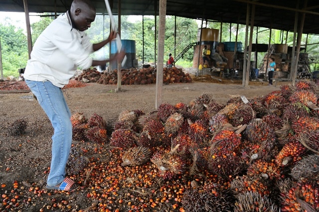 Côte d’Ivoire: forte baisse du prix d’achat palmier à huile