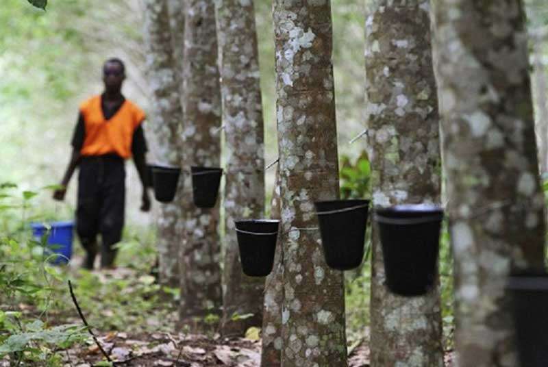 Côte d’Ivoire : les acteurs du caoutchouc veulent doubler leur production