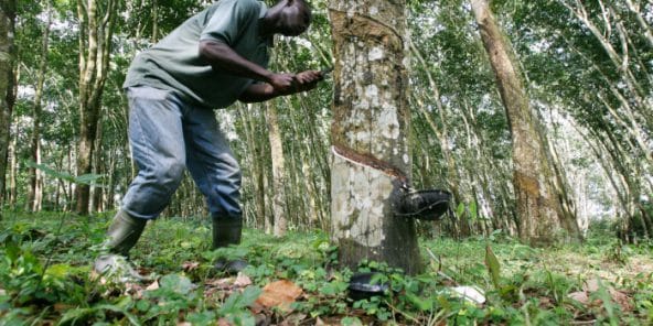 Agriculture : Le bénéfice de la société africaine de plantation d’hévéas fait un grand bond de 417% en 2024