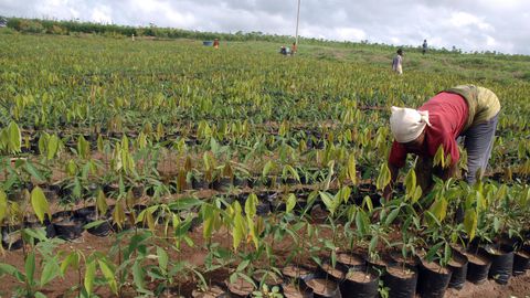 L’Afrique doit moderniser son agriculture (Group OBG)
