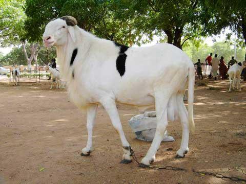 Le mouton de Tabaski, indicateur de l’inflation ?