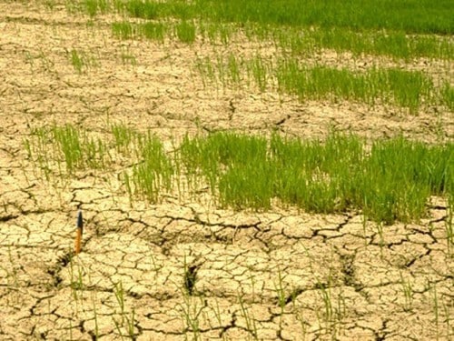 Assurance-sécheresse : ARC verse 22 millions de dollars au Sénégal