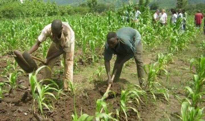 Assurance climat : 1 milliard USD de la BAD pour 40 millions d’agriculteurs en Afrique