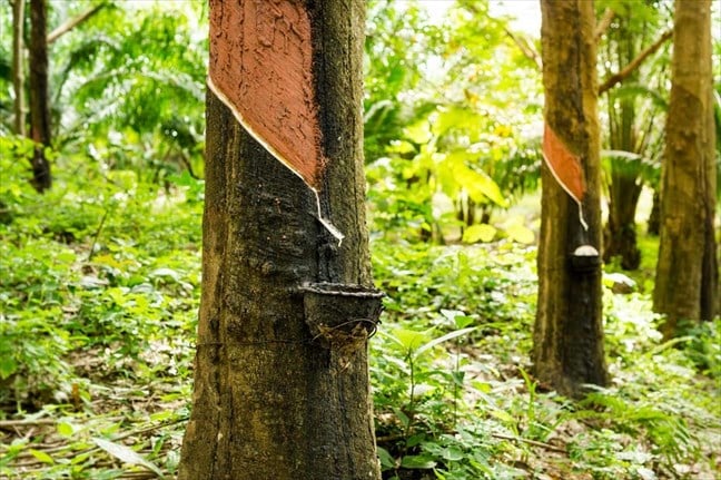 Agriculture : Hausse de 200% du résultat net de la SOGB au troisième trimestre 2019