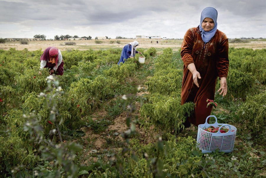 Tunisie : Récolte record de céréales pour la campagne 2018-2019