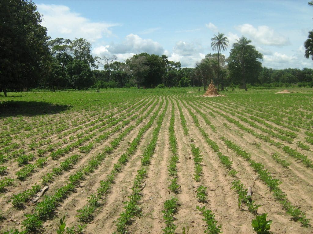Sénégal : la BID appuie le projet agropole Sud du PSE
