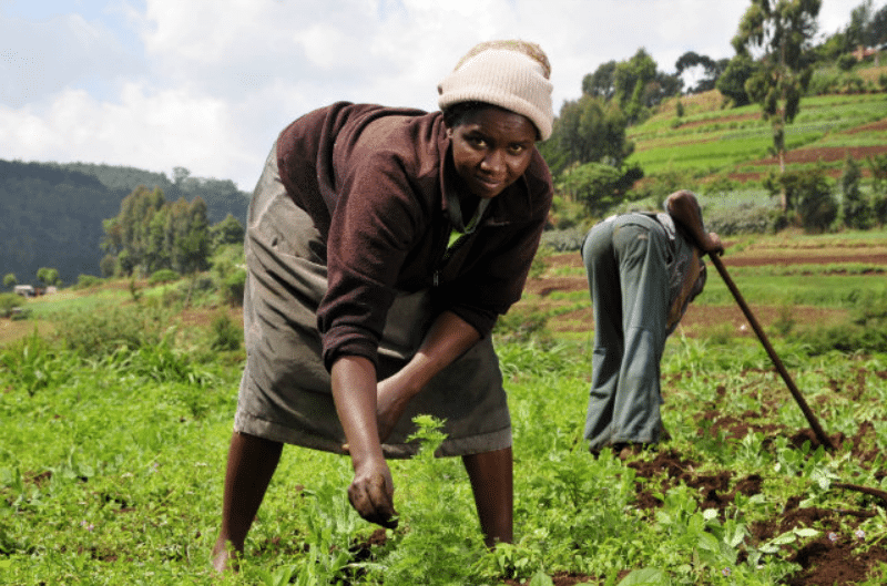 Agriculture: la RDC pourrait nourrir le quart de l’humanité