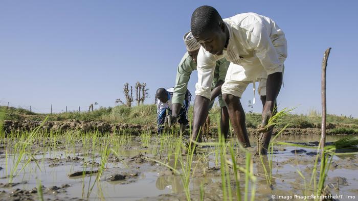 Le Nigéria envisage l’exportation de riz d’ici 2022