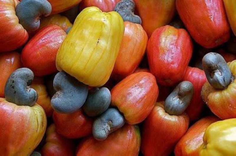 Anacarde : Plus de 1200 milliards FCFA pour réussir le pari de la transformation en Côte d’Ivoire