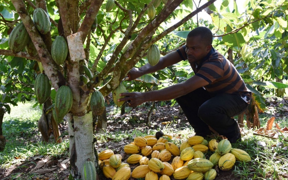 Fonds Covid-19 des cacaoculteurs ivoiriens: un montant total restant de 1,41 milliard FCFA déclaré