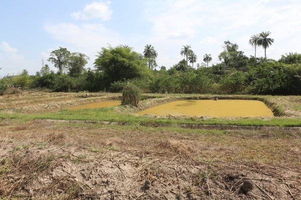 Côte d’Ivoire : la Banque africaine de développement relance l’important projet aquacole de Dompleu, dans l’ouest du pays