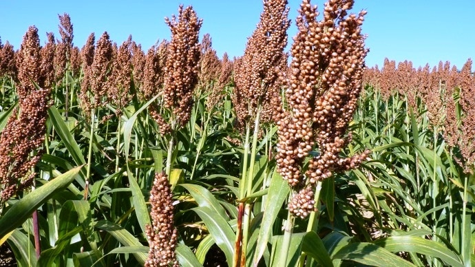Kenya : l’assurance agricole prend son indépendance